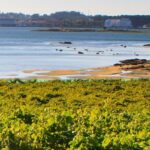 Salt & Sea: Coastal Terroirs