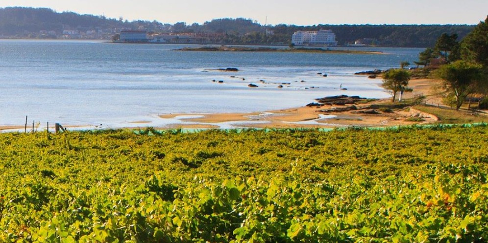 Salt & Sea: Coastal Terroirs