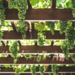 Indigenous Revival: Grapes You’ve (Probably) Never Tried