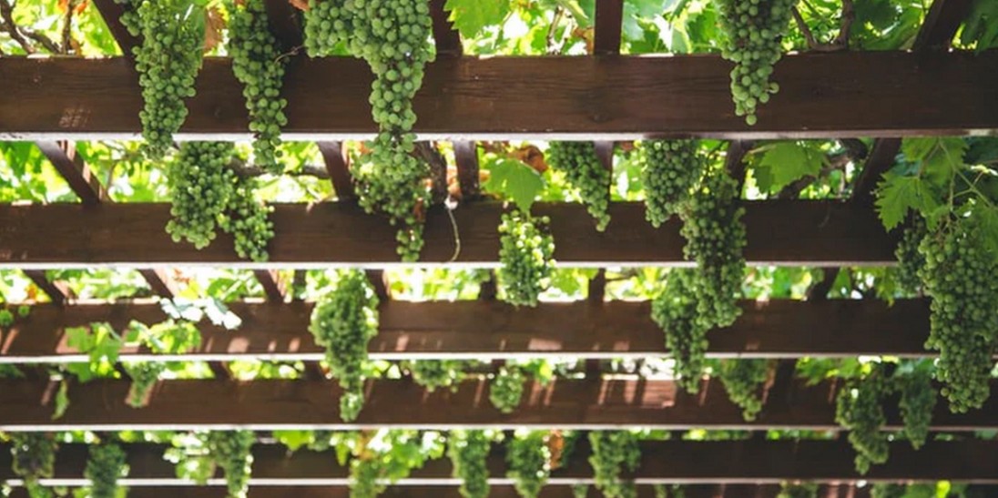 Indigenous Revival: Grapes You’ve (Probably) Never Tried