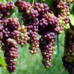 The PIWI Party: Future-Proof Grapes