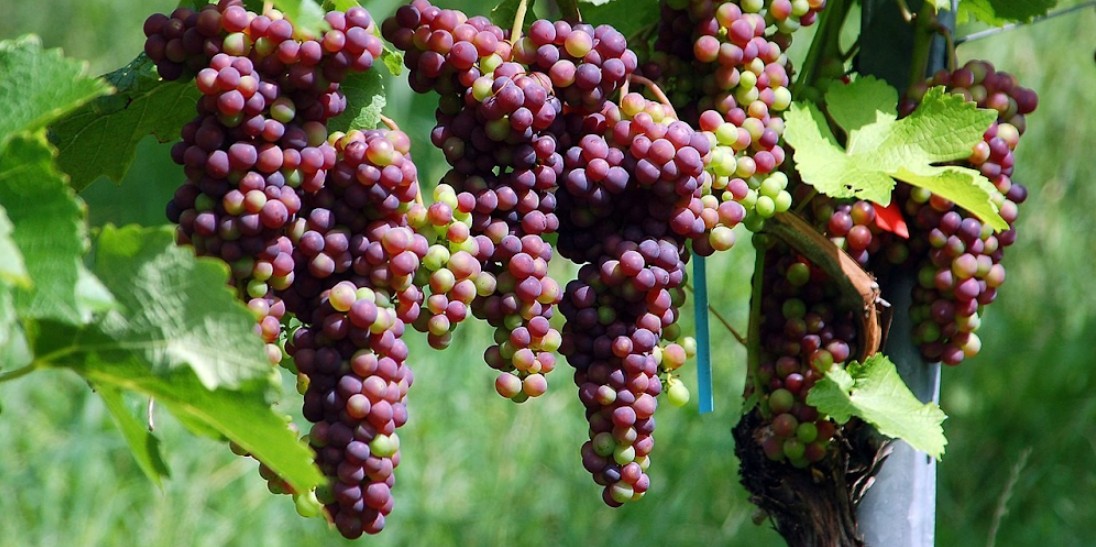 The PIWI Party: Future-Proof Grapes